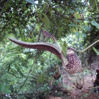 Aristolochia ringens Vahl